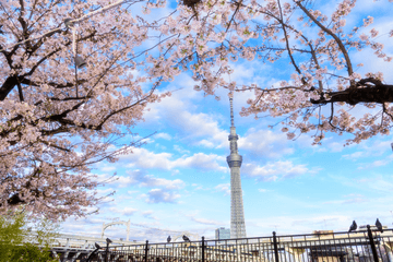 Japan Cherry Blossom Tour: Shirakawago - Tokyo - Mt. Fuji - Matsumoto - Nagoya - Image - 97