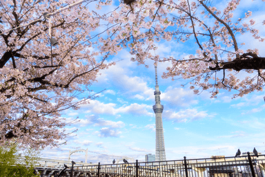 Japan Cherry Blossom Tour: Shirakawago - Tokyo - Mt. Fuji - Matsumoto - Nagoya - Image - 97