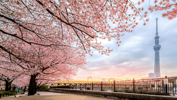 Tour Du Lịch Nhật Bản 6N5Đ Tokyo – Osaka [VNA] - Image - 5066