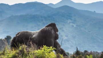 7 Days Rwanda Primates &amp; Wilderness Expedition - Image - 9171