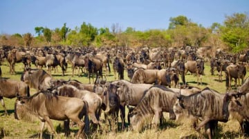 6 Days Ndutu Calving Season Serengeti Migration Tanzania Safari - Image - 3441