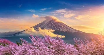 Cherry Blossom Season Tour 2024 - Image - 398