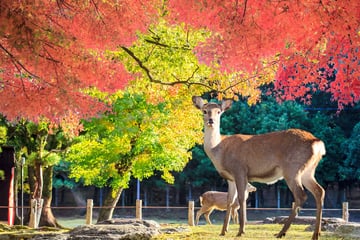 8D AUTUMN JAPAN GOLDEN ROUTE ARASHIYAMA BAMBOO FOREST + NARA DEER PARK BY TR - Image - 1139