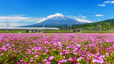 Spring Japan Tour: Narita - Tokyo - Yamanashi - Kyoto - Osaka - Image - 343