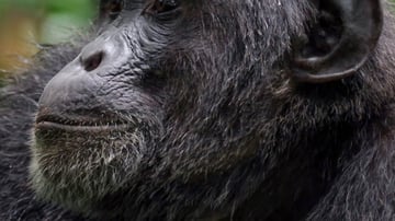 Ngamba Island Chimpanzee Tour - Image - 8015