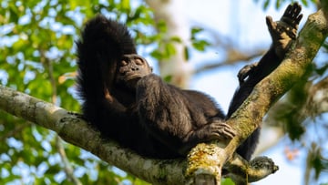 Ngamba Island Chimpanzee Tour - Image - 8016