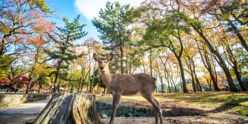 AUTUMN TRAVEL ON THE GOLDEN ROAD - Image - 608