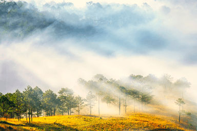 Da Lat 3 Days 2 Nights Tour: From Da Nang to Da Lat - The Land of Pine Trees The Land of Pine Trees  - Image - 135