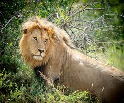 4 DAYS SERENGETI WILDERNESS ADVENTURE - Image - 2935