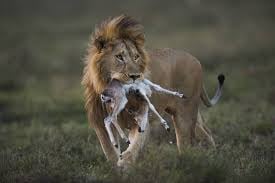 6 DAYS TANZANIA SAFARI - Image - 3407