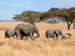 4 DAYS SERENGETI WILDERNESS ADVENTURE - Image - 2940