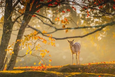 Autumn Japan Tour: Osaka - Kobe - Kyoto - Yamanashi, Flying Vietnam Airlines from Saigon (Ho Chi Minh City) 2025 - Image - 541