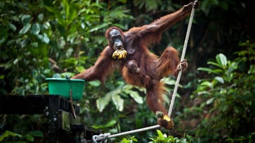Semenggoh Wildlife Centre &amp; Bidayuh Longhouse Day Tour, Malaysia - Image - 11152