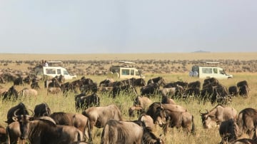 4 DAYS SERENGETI AND NGORONGORO CRATER . (WITH AN EXTRA FULL DAY AT SERENGETI N.P) - Image - 10771