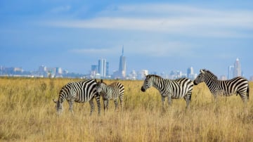 Half day Morning/afternoon tour to Nairobi National park - Image - 10756