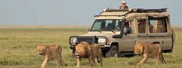 4 DAYS SERENGETI WILDERNESS ADVENTURE - Image - 2936