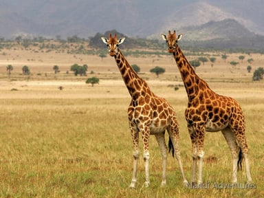 Ultimate 8-Day Uganda Safari: Gorillas, Chimps, Rhinos & Nile River Adventures - Image - 3675