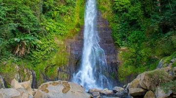 Dolphin Lovina &amp; Bedugul Tour Package - Image - 12159