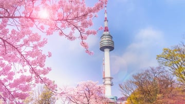 [6 Ngày 5 Đêm-VJ] Khám phá Hàn Quốc mùa hoa anh đào: Busan – Seoul – Đảo Nami – Trải nghiệm Tàu KTX. - Image - 7239