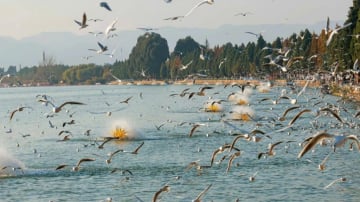 [NO SHOP] Hà Khẩu - Côn Minh - Kiệu Tử Sơn - Image - 7183