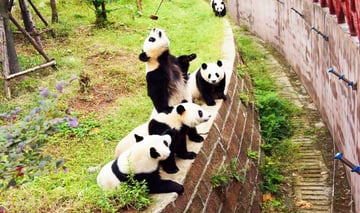 Thành Đô–Trùng Khánh–Cửu Trại Câu–Đô Giang Yển 6n5đ - Image - 4099