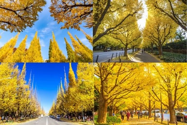 Tour Nhật Bản No Shop: Narita - Tokyo - Yamanashi - Nagoya - Osaka - Image - 2058