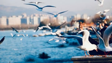 Tour Du Lịch Trung Quốc 4N3Đ : Hà Nội - Hà Khẩu - Côn Minh - Kiệu Tử Sơn - Image - 8393