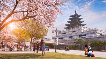 [6 Ngày 5 Đêm-VJ] Khám phá Hàn Quốc mùa hoa anh đào: Busan – Seoul – Đảo Nami – Trải nghiệm Tàu KTX. - Image - 7238