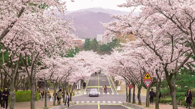 [6 ngày 5 đêm-VJ] CUNG ĐƯỜNG VÀNG KHÁM PHÁ HÀN QUỐC HÀ NỘI – BUSAN – SEOUL – TRƯỢT TUYẾT – INCHEON – HÀ NỘI - Image - 7053