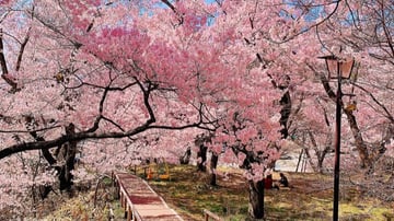 CHƯƠNG TRÌNH THIẾT KẾ CAO CẤP CUNG ĐƯỜNG DI SẢN LÀNG CỔ SHIRAKAWA-GO – MATSUMOTO – PHÚ SĨ - TOKYO - Image - 8007