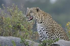 4 DAYS SERENGETI WILDERNESS ADVENTURE - Image - 2938