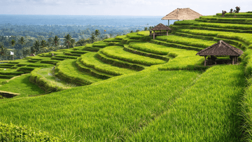 Jatiluwih Tanah Lot Tour - Image - 12168