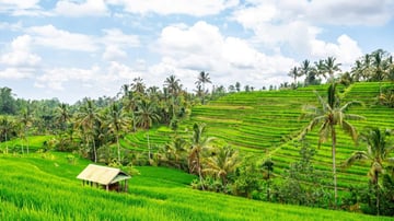 Jatiluwih to Tanah Lot: A Journey Through Bali’s Wonders - Bali Full-day Tour - Image - 10663