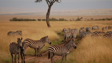 7-Day Private Safari in Kenya - Image - 10736