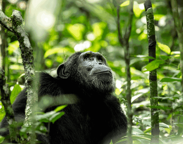 Discover Uganda on a 12-Day Journey from Tropical Glaciers to Chimps & Coffee - Image - 3660