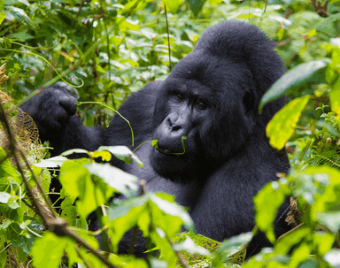 7-Day Uganda Gorilla, Chimpanzees & Wildlife Adventure Safari - Image - 3644
