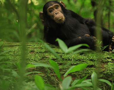 7-Day Uganda Gorilla, Chimpanzees & Wildlife Adventure Safari - Image - 3656