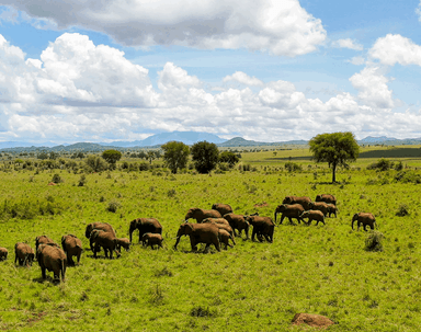 7-Day Uganda Gorilla, Chimpanzees & Wildlife Adventure Safari - Image - 3652