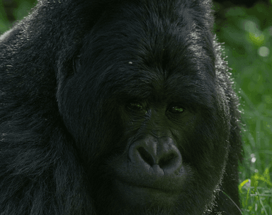 7-Day Uganda Gorilla, Chimpanzees & Wildlife Adventure Safari - Image - 3655