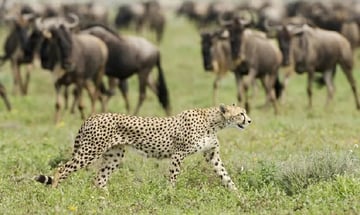 6 Days Ndutu Calving Season Serengeti Migration Tanzania Safari - Image - 3442