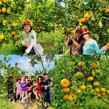 TOUR LÀNG HOA SA ĐÉC - QUÝT HỒNG LAI VUNG 1 NGÀY - Image - 4267