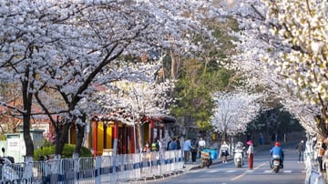 [5 ngày 4 đêm] Khám phá Quế Lâm - Vẻ đẹp Sông Ly (NOSHOPPING) - Image - 9765