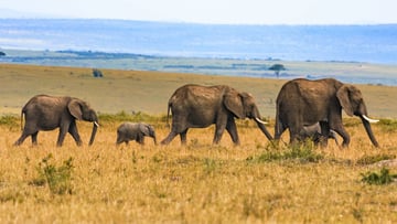 8-Day Private Kenya Bush &amp; Beach Escape Safari - Image - 9612