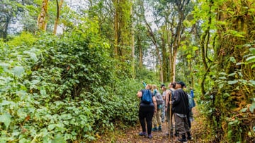 7 days Rwanda primates Safari adventure. - Image - 8559