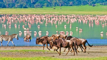 12 DAYS TANZANIA WILDLIFE TO ZANZIBAR BEACH ESCAPE - Image - 7627