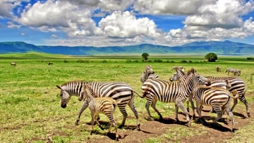4 DAYS INTO THE WILD - SERENGETI AND NGORONGORO CRATER - Image - 7736