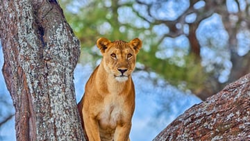 4 DAYS INTO THE WILD - SERENGETI AND NGORONGORO CRATER - Image - 7752