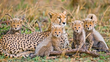 12 DAYS TANZANIA WILDLIFE TO ZANZIBAR BEACH ESCAPE - Image - 7624