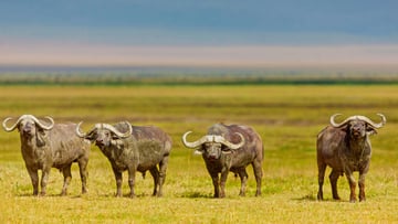 4 DAYS INTO THE WILD - SERENGETI AND NGORONGORO CRATER - Image - 7750
