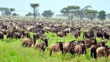 4 DAYS INTO THE WILD - SERENGETI AND NGORONGORO CRATER - Image - 7741